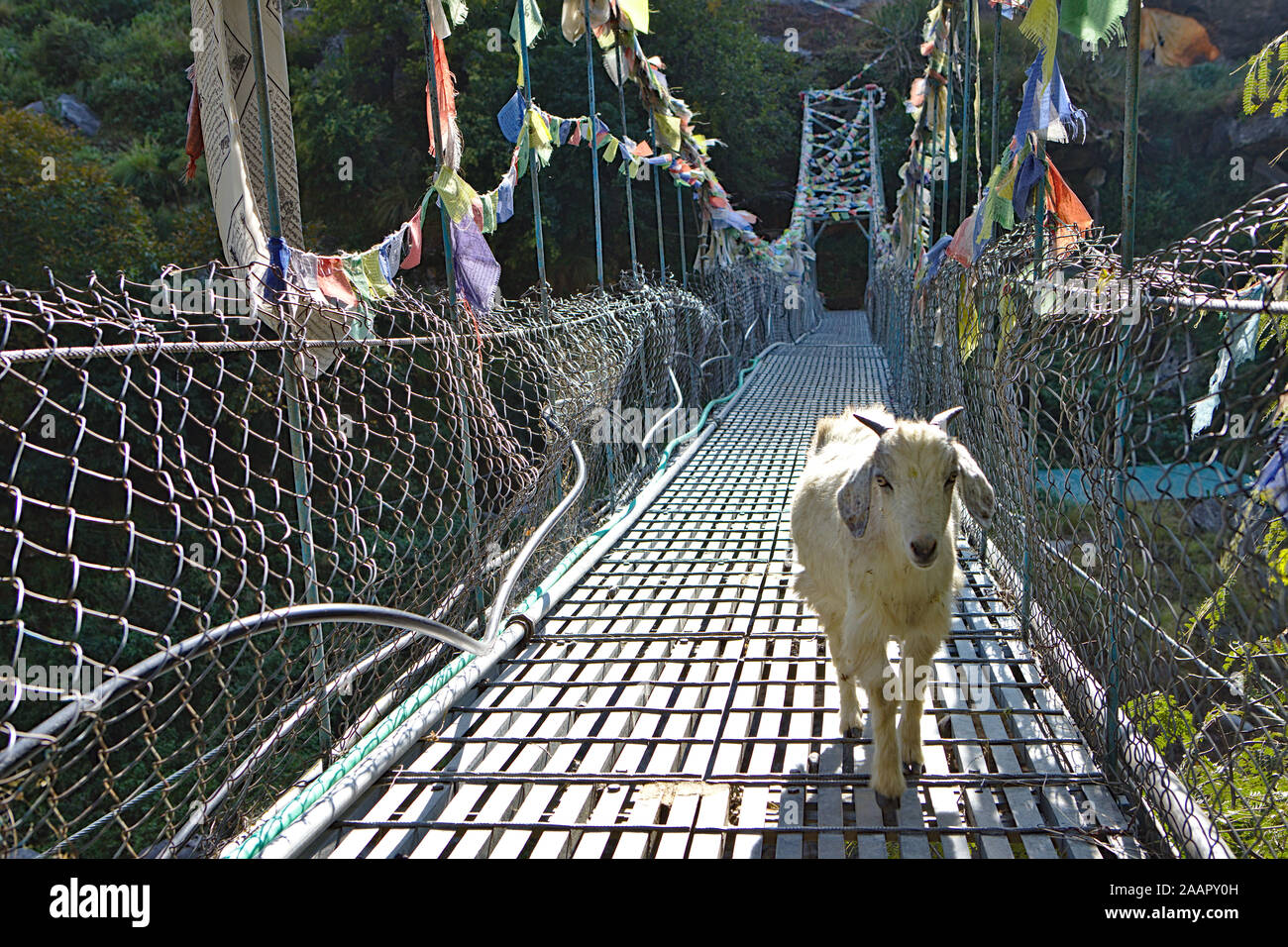 Kleine weiße Ziege Überqueren einer Brücke Stockfoto