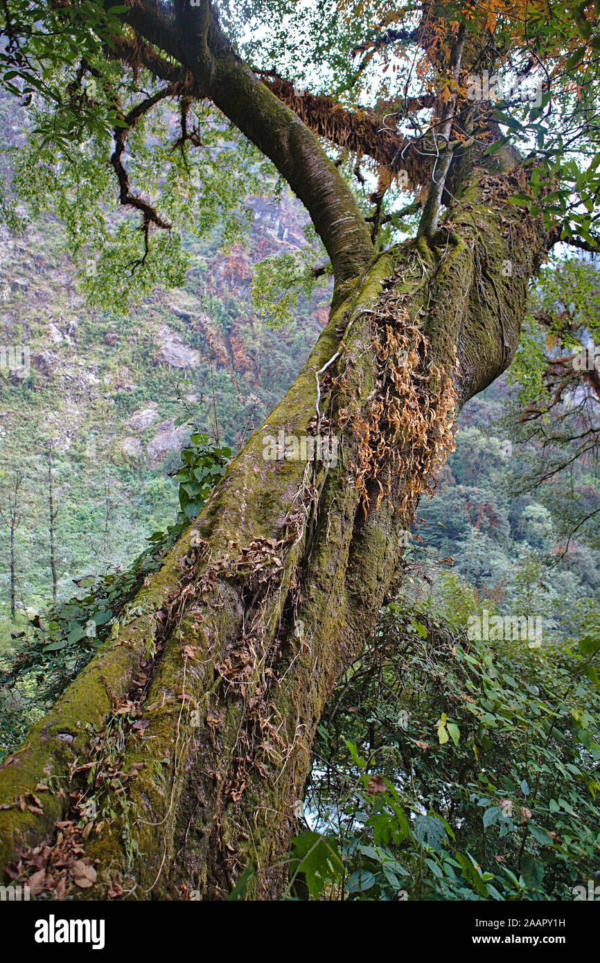 Twisted und schiefen Baum mit Moos wächst an Es Stockfoto