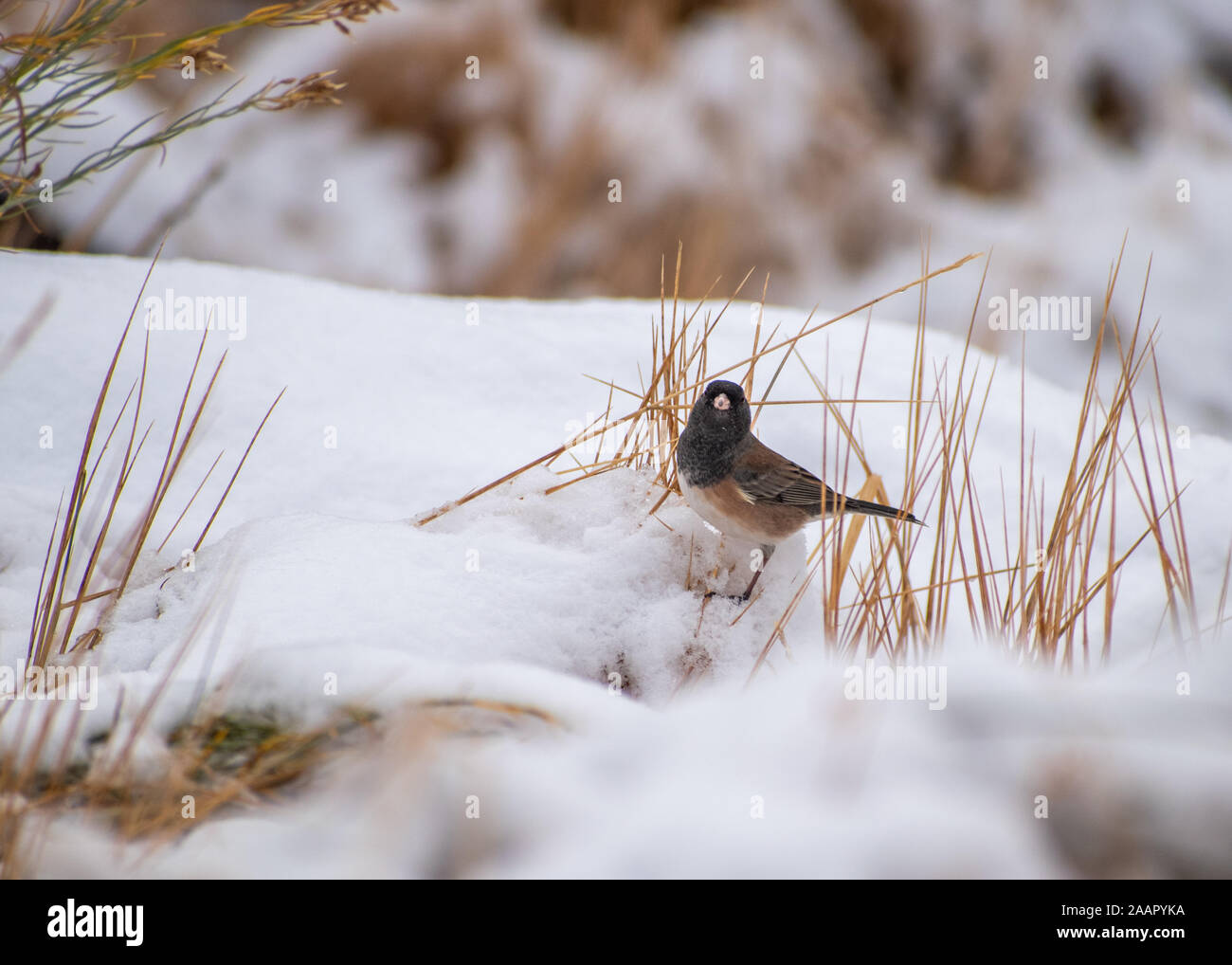 Kleiner Vogel im Schnee Stockfoto
