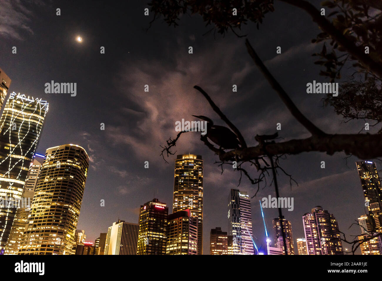 Blick auf Brisbane Central Business District in der Nacht mit Australasian Darter poerched im Baum von Brisbane River Stockfoto