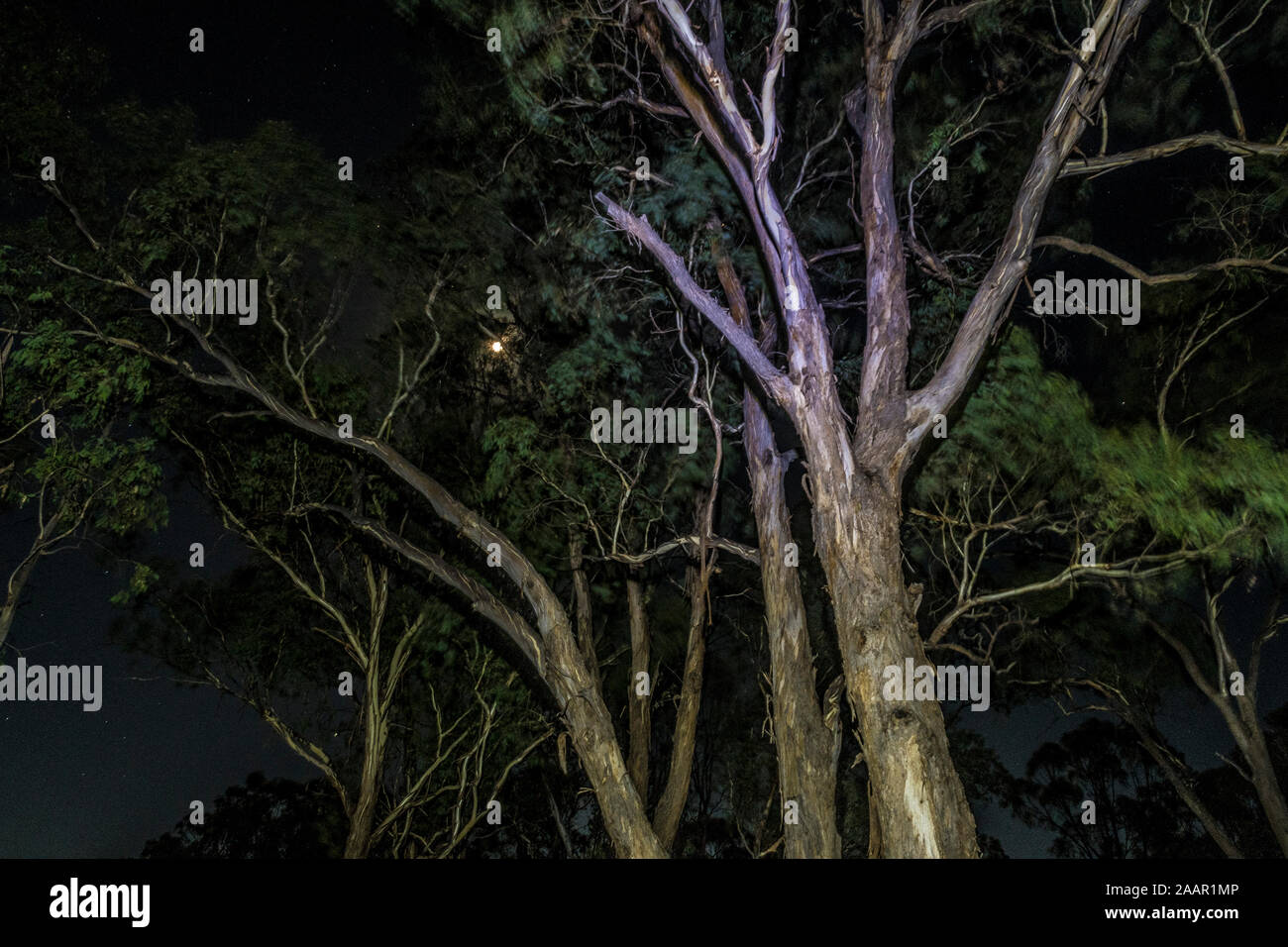 Gummi Bäume bei Nacht Stockfoto