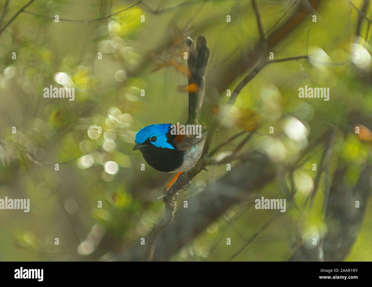 Süße vögel -Fotos und -Bildmaterial in hoher Auflösung – Alamy
