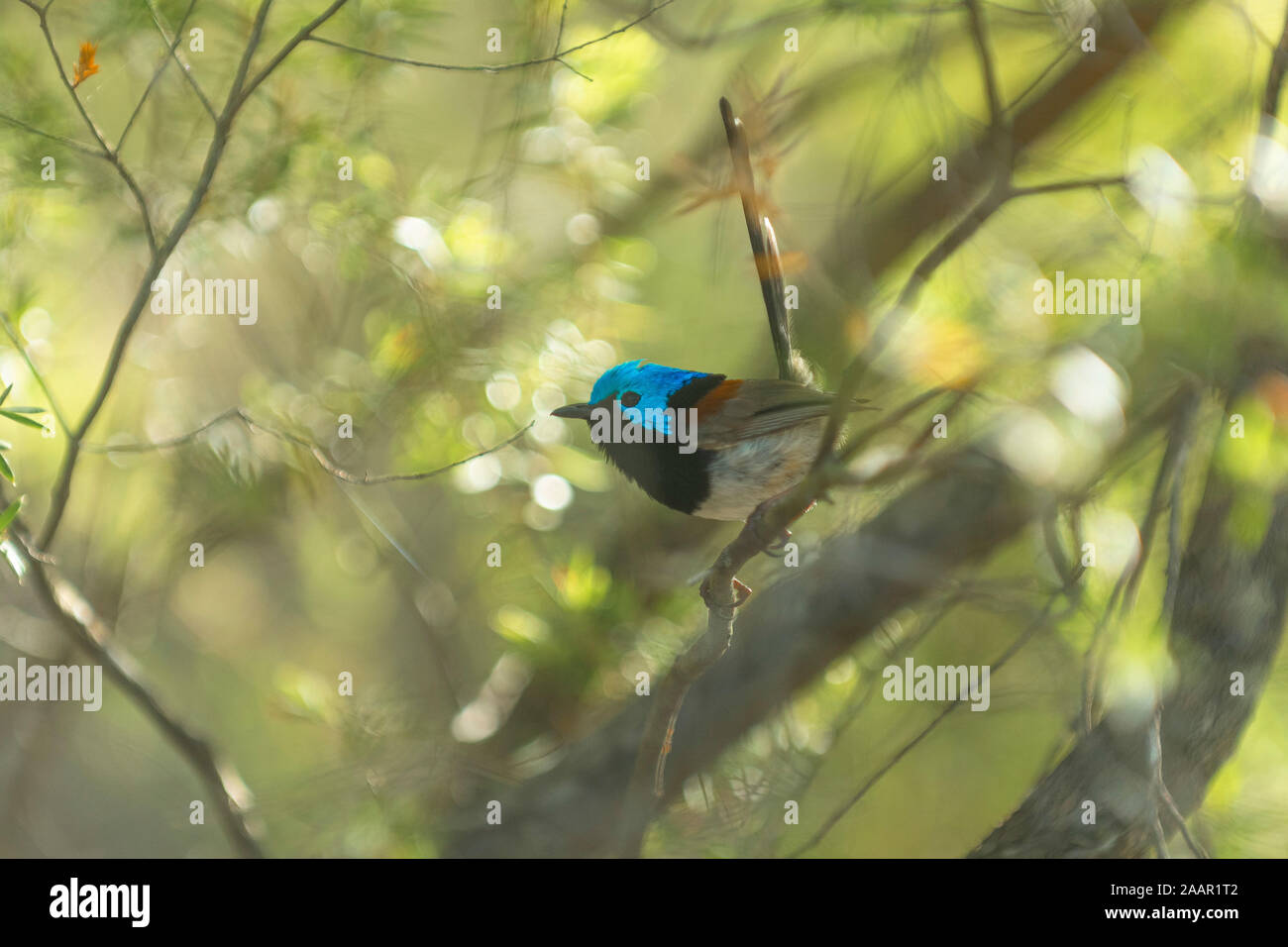 Red-winged fairy Wren Stockfoto