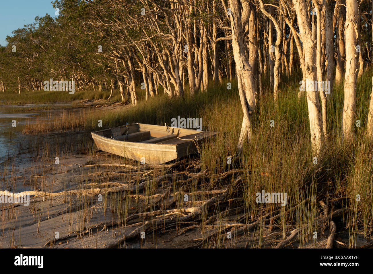 Abgebrochene blechern, Beiboot, Myall Lake NSW Stockfoto