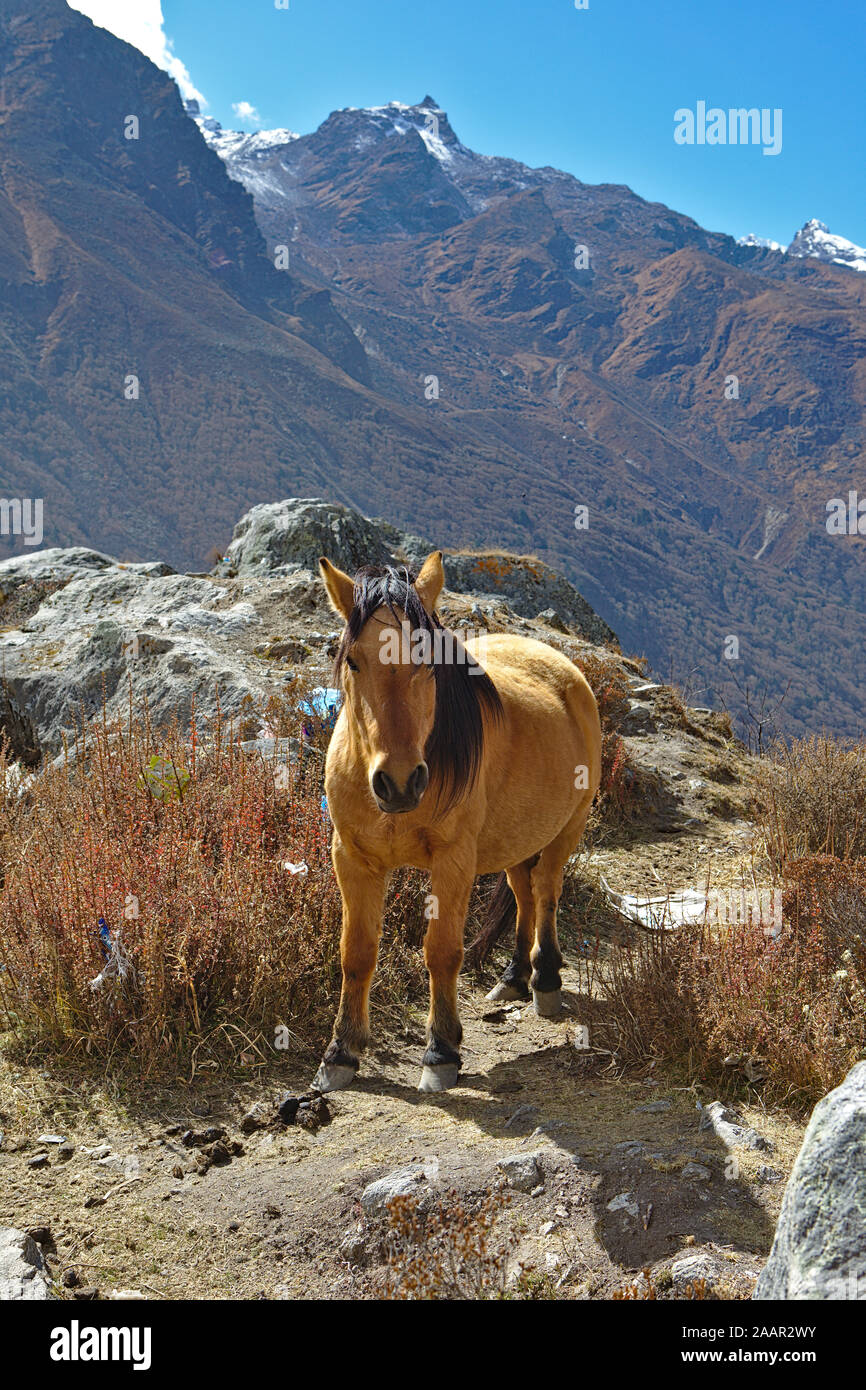 Golden Horse mit Berg dahinter ein Sonnenlicht auf seiner Rückseite Stockfoto