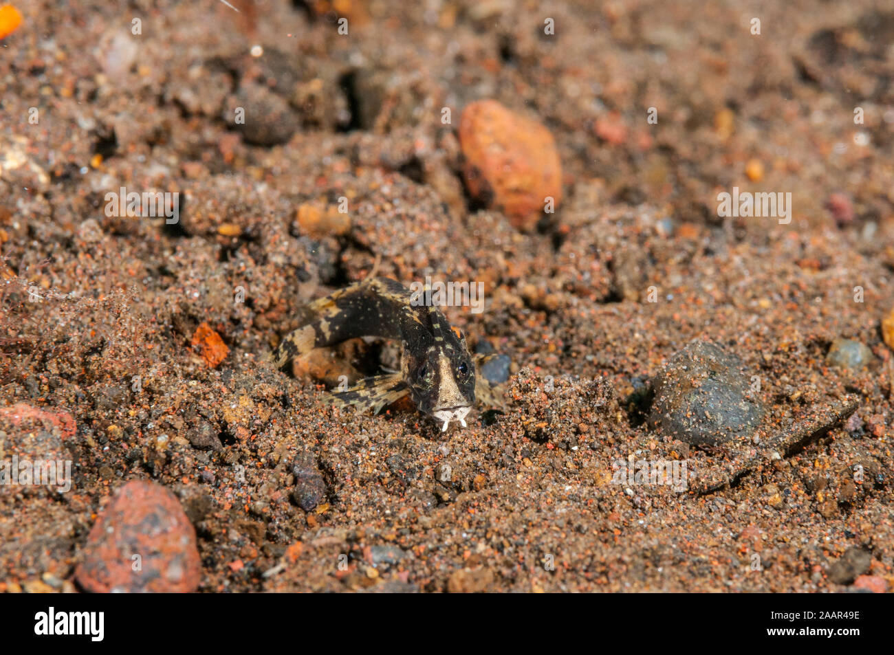 Bärtige roguefish, Tetraroge lanceolata, Tulamben, Bali, Indonesien Stockfoto
