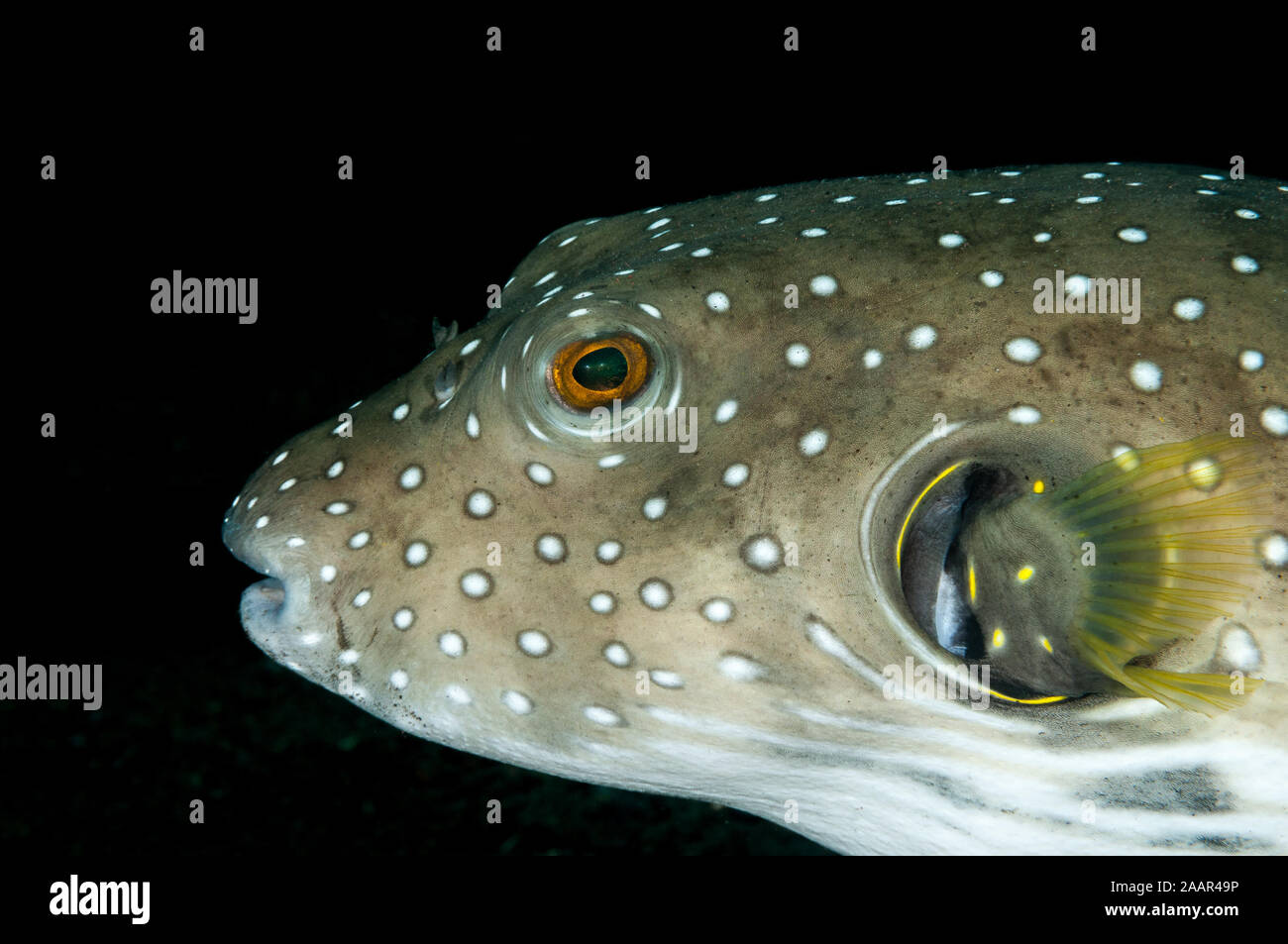 close-up, White-spotted puffer, Arothron hispidus, Tulamben, Bali, Indonesia Stockfoto