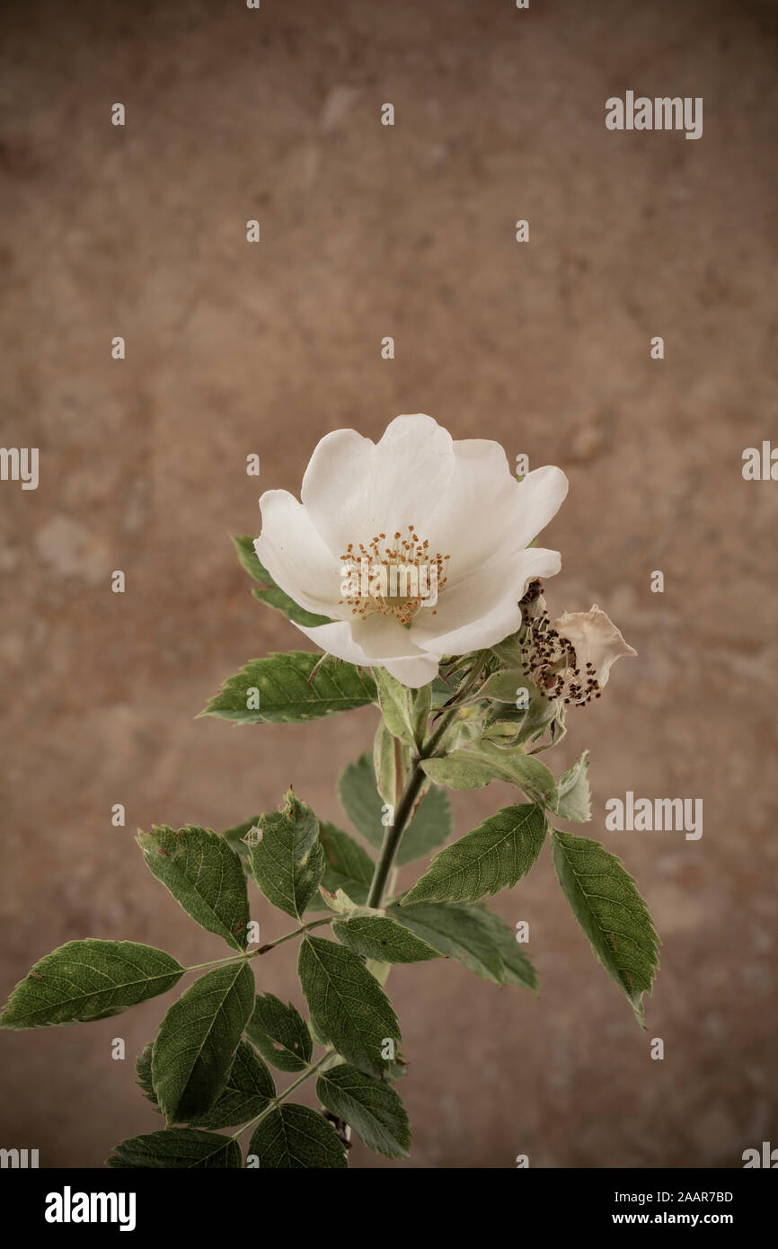 Ein Beispiel für eine Field-Rose, Rosa arvensis, gefunden in einer Hecke und fotografiert gegen einen hellen Hintergrund aus Stein. Dorset England UK GB Stockfoto