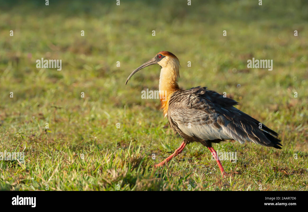 Nahaufnahme eines Buff-necked Ibis (Theristicus caudatus) zu Fuß auf Gras, Süd Pantanal, Brasilien. Stockfoto