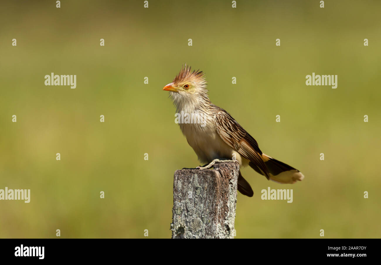 Nahaufnahme eines guira Kuckucks (Guira guira) auf einem hölzernen Pfosten thront, Süd Pantanal, Brasilien. Stockfoto