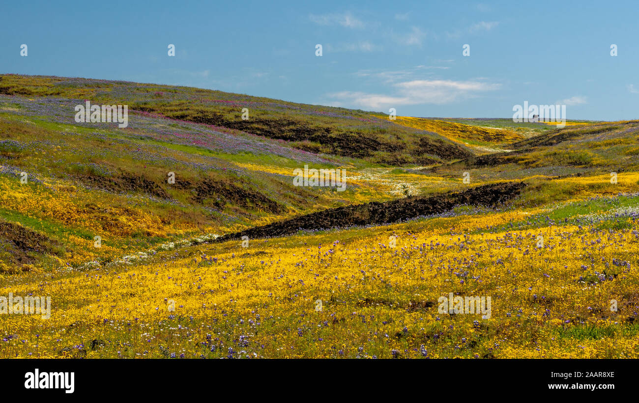 Landschaft im Norden Tafelberg ökologische Bewahren, Oroville, Kalifornien, USA, an einem sonnigen Frühlingstag, mit Gelb und Lila und wildlfowers Stockfoto