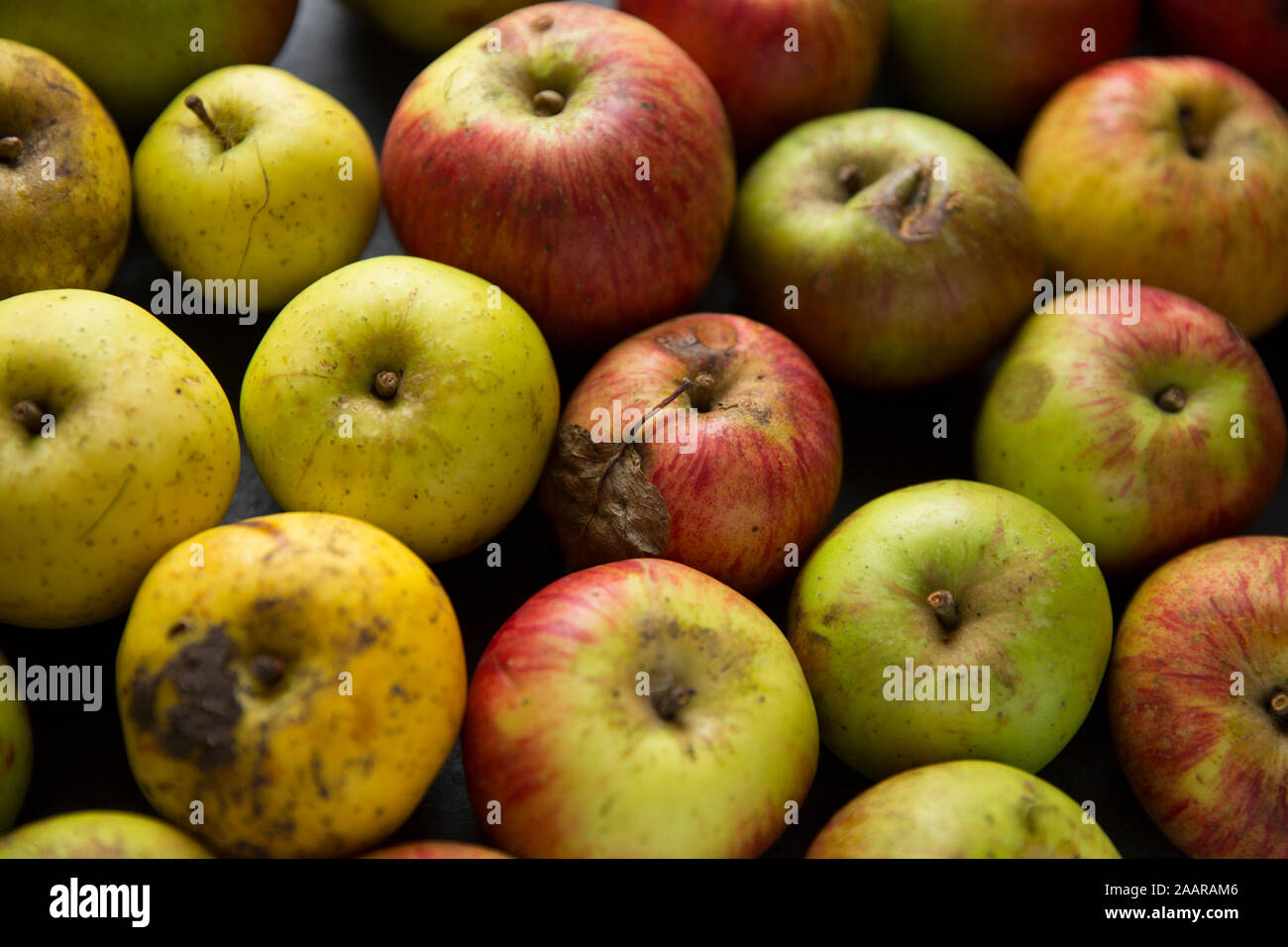 Windfallen Äpfel, die freundlicherweise außerhalb eines Hauses mit einem Obstgarten Links wurden und nach frei gegeben. Sie wurden verwendet, um eine Apple tart. Dorset England Stockfoto