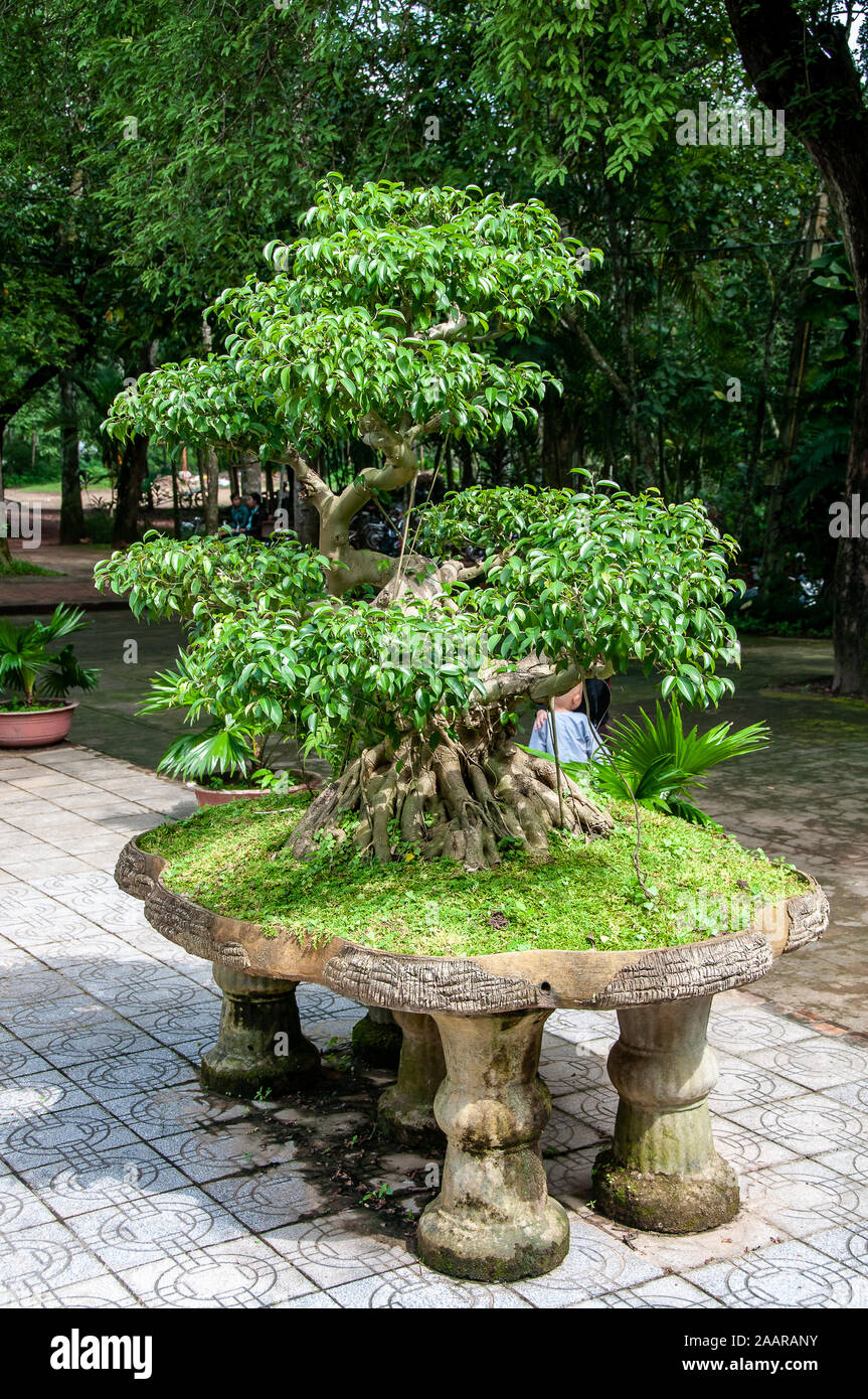 Bonsai im Garten der Thien Mu Pagode Stockfotografie Alamy