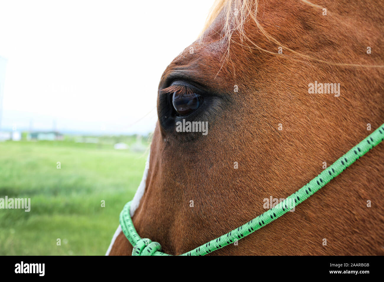 In der Nähe der Horse Eye Stockfoto