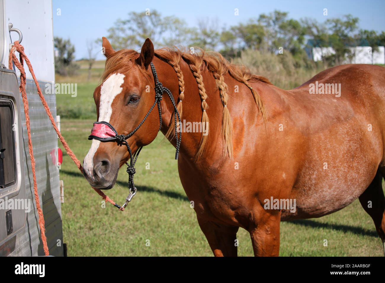 Pferd gebunden zu Anhänger mit bronc Halfter Stockfoto Pferd gebunden zu Anhänger mit bronc Halfter Stockfoto