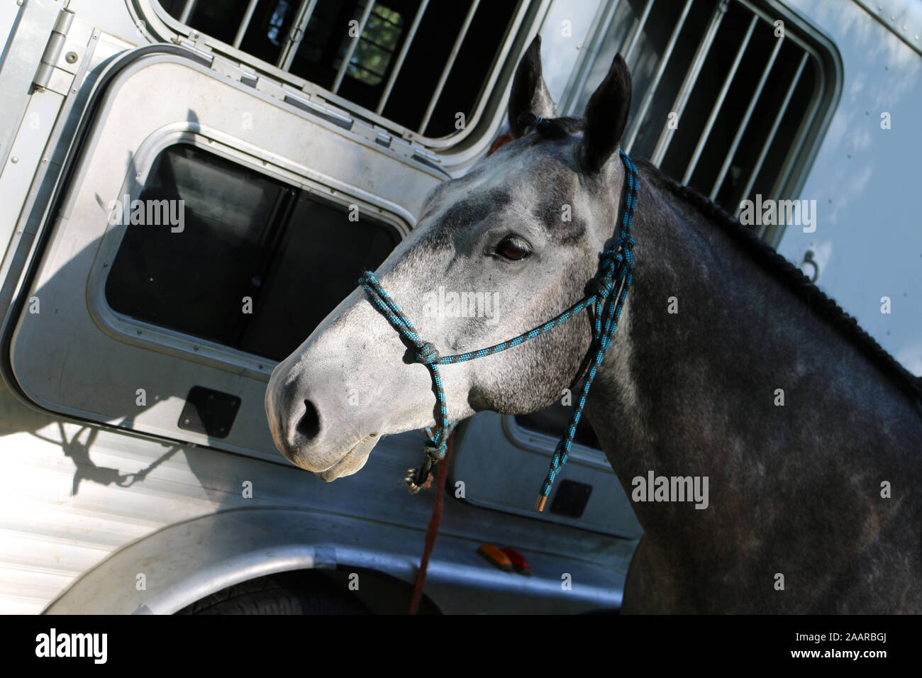 Graues Pferd gebunden zu Anhänger Stockfoto Graues Pferd gebunden zu Anhänger Stockfoto