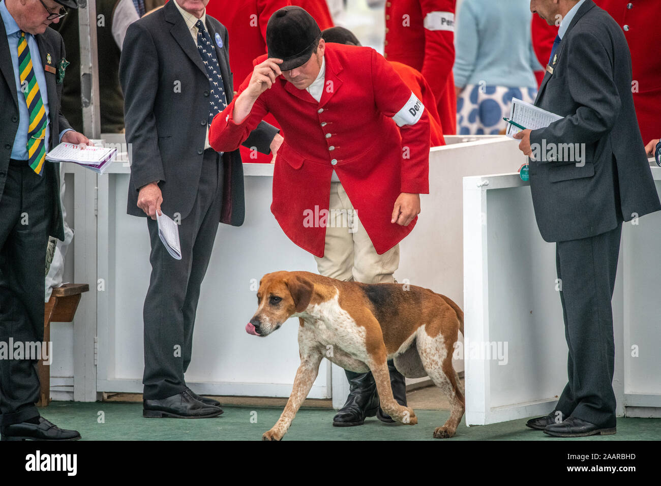 Jagen Hunde und ihre Meister in der Großen Yorkshire zeigen, Harrogate, Yorkshire, UK teilnehmenden Stockfoto
