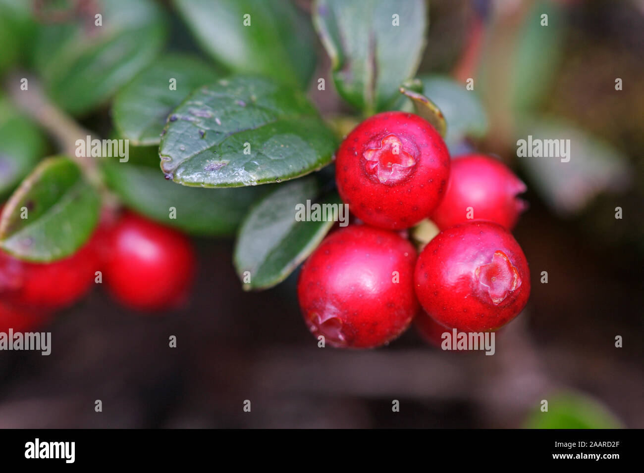 Cranberry Oder Preiselbeere Was Genau Ist Der Unterschied Plantura