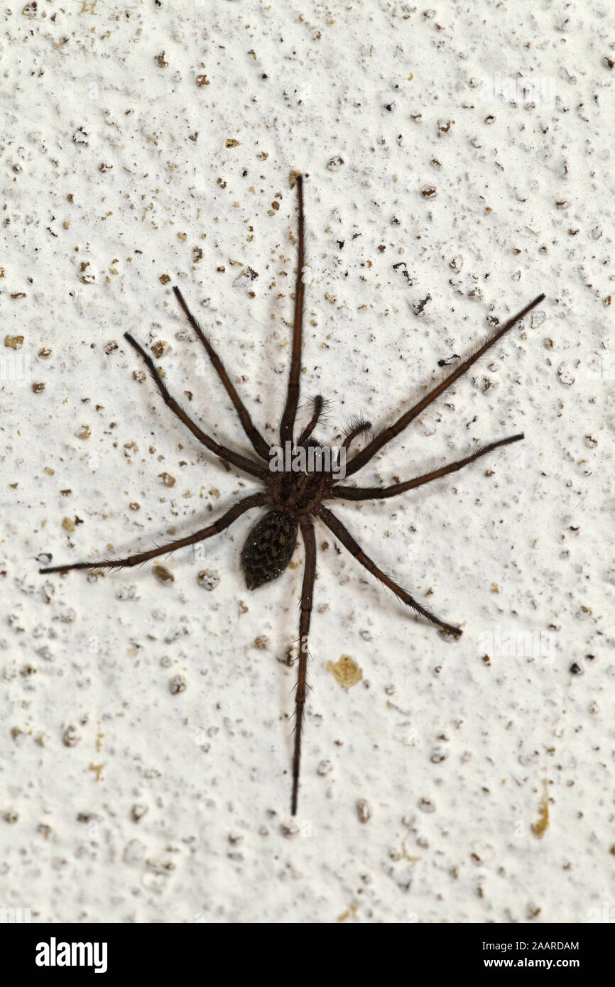 Große Winkelspinne (Tegenaria atrica) Hausspinne Stockfoto