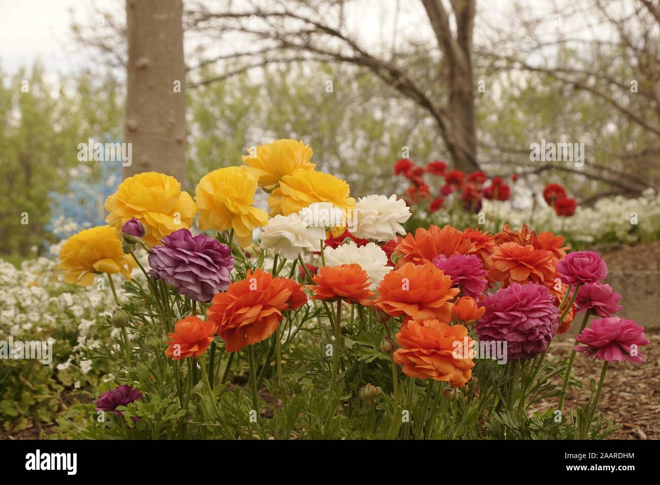 Ranunculus auch als Persische Ranunkeln bekannt Stockfoto