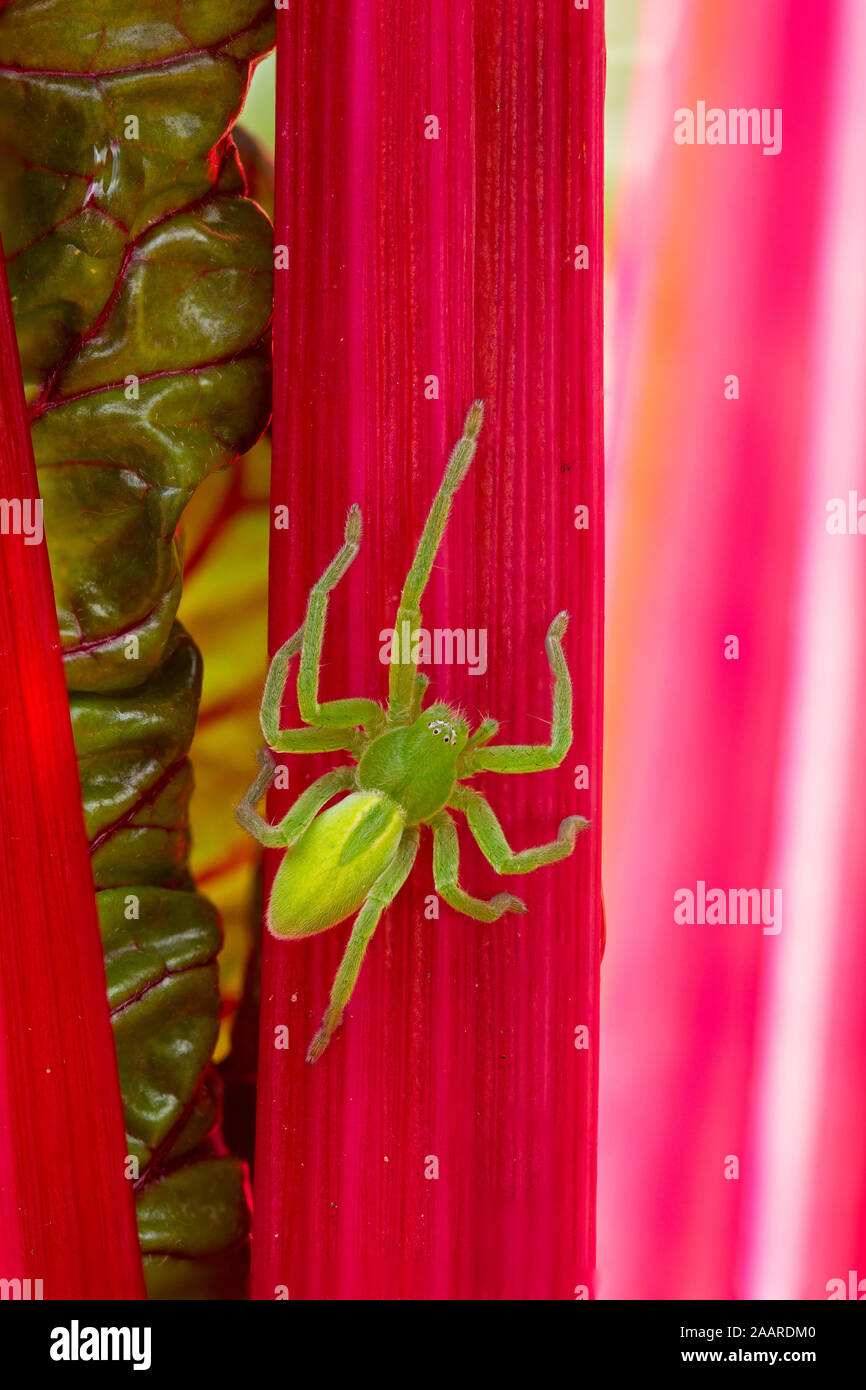 Grüne Huschspinne (Micrommata Virescens) Stockfoto