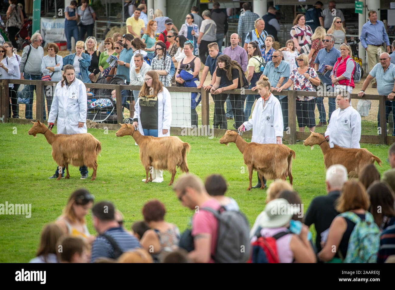 Aussteller halten Sie Ihre Schafe als die Richter ihre Umläufe bilden, die Große Yorkshire zeigen, Harrogate, Yorkshire, Großbritannien Stockfoto