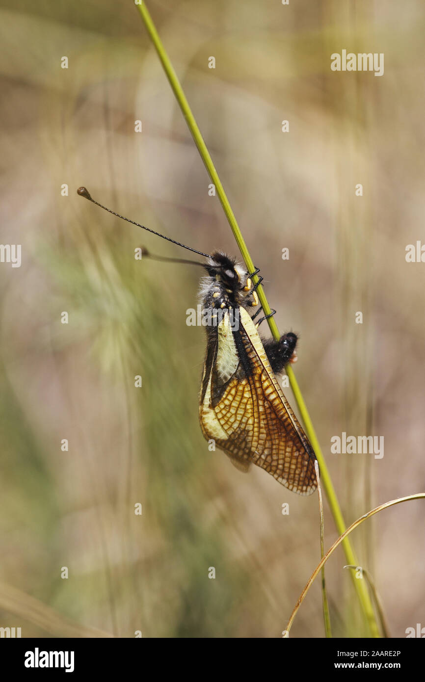 Schmetterlingshaft (Ascalaphus libelluloides) bei der Eiablage Stockfoto