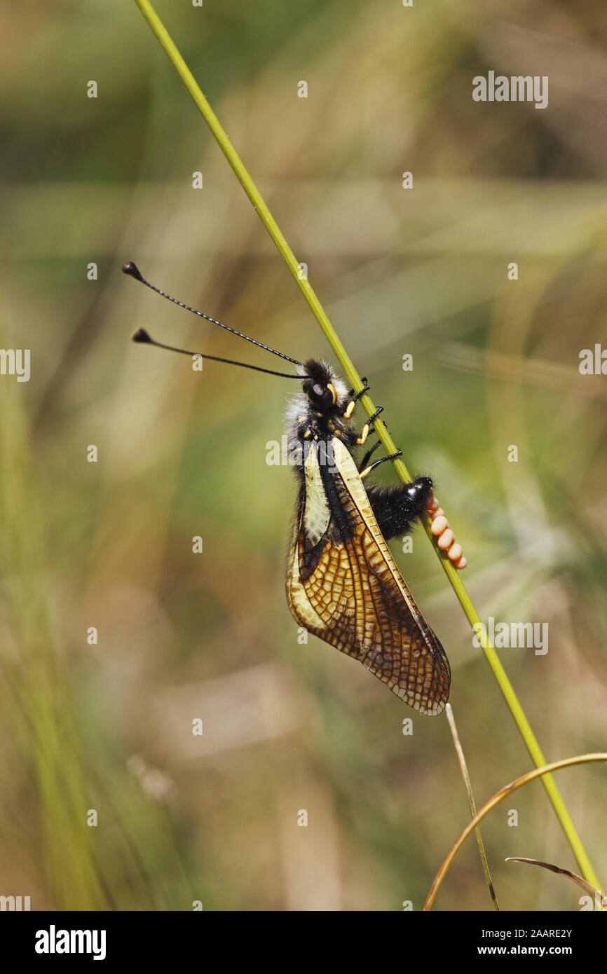 Schmetterlingshaft (Ascalaphus libelluloides) bei der Eiablage Stockfoto