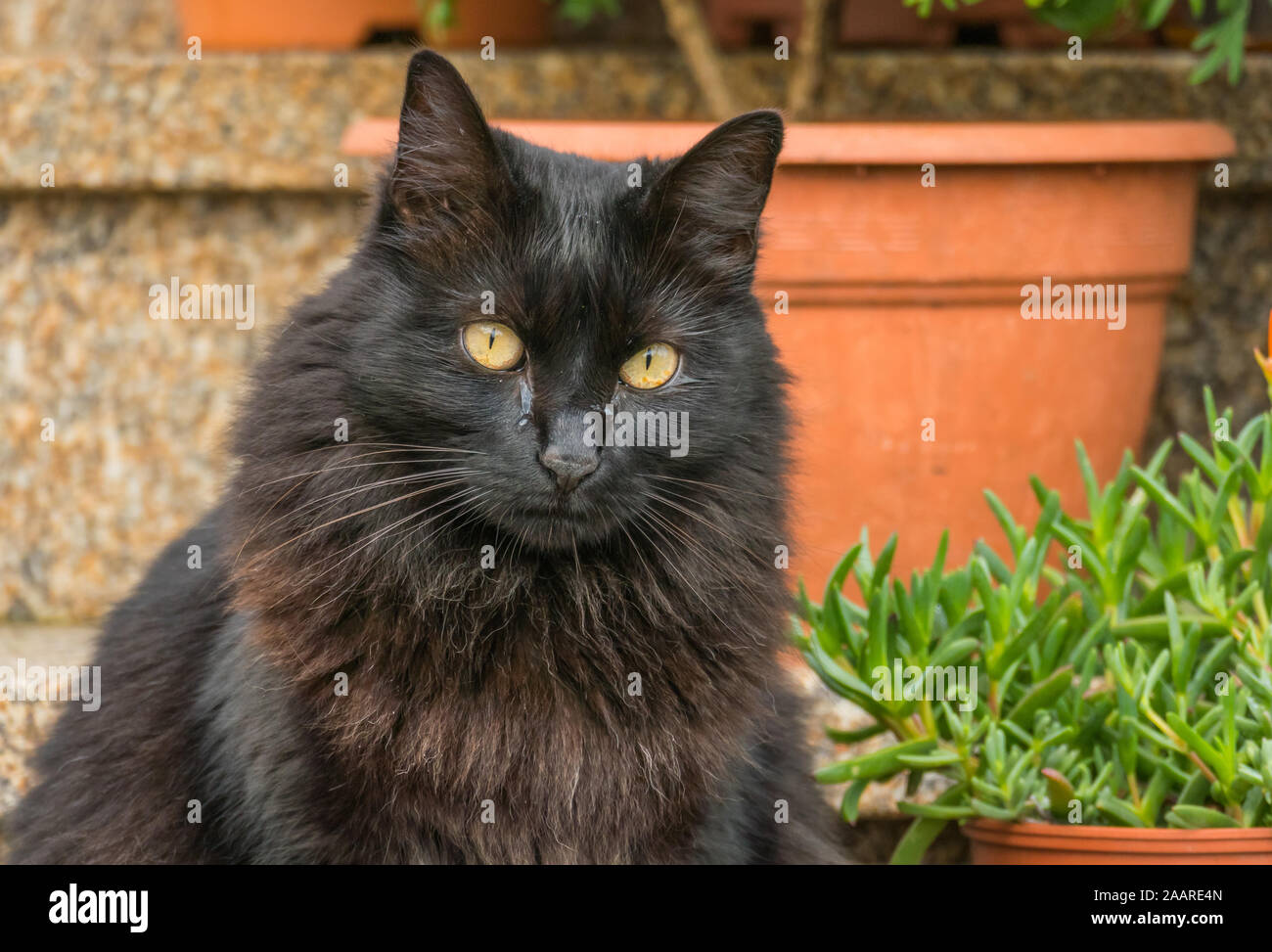Schwarze Katze Weinen auf Treppen im Freien Stockfoto
