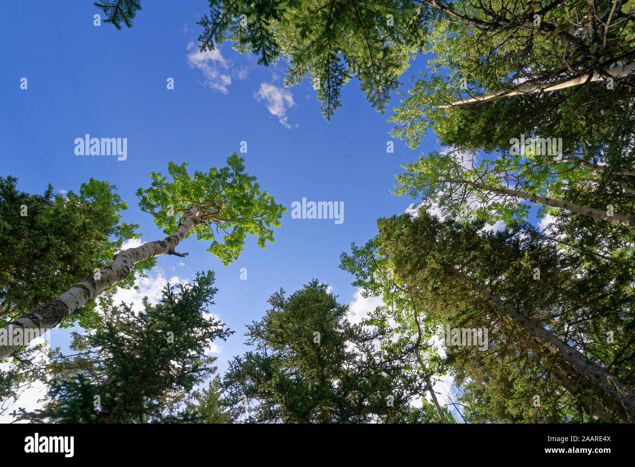 Wald in Cibola National Forest, im Sandia Crest, New Mexico Stockfoto