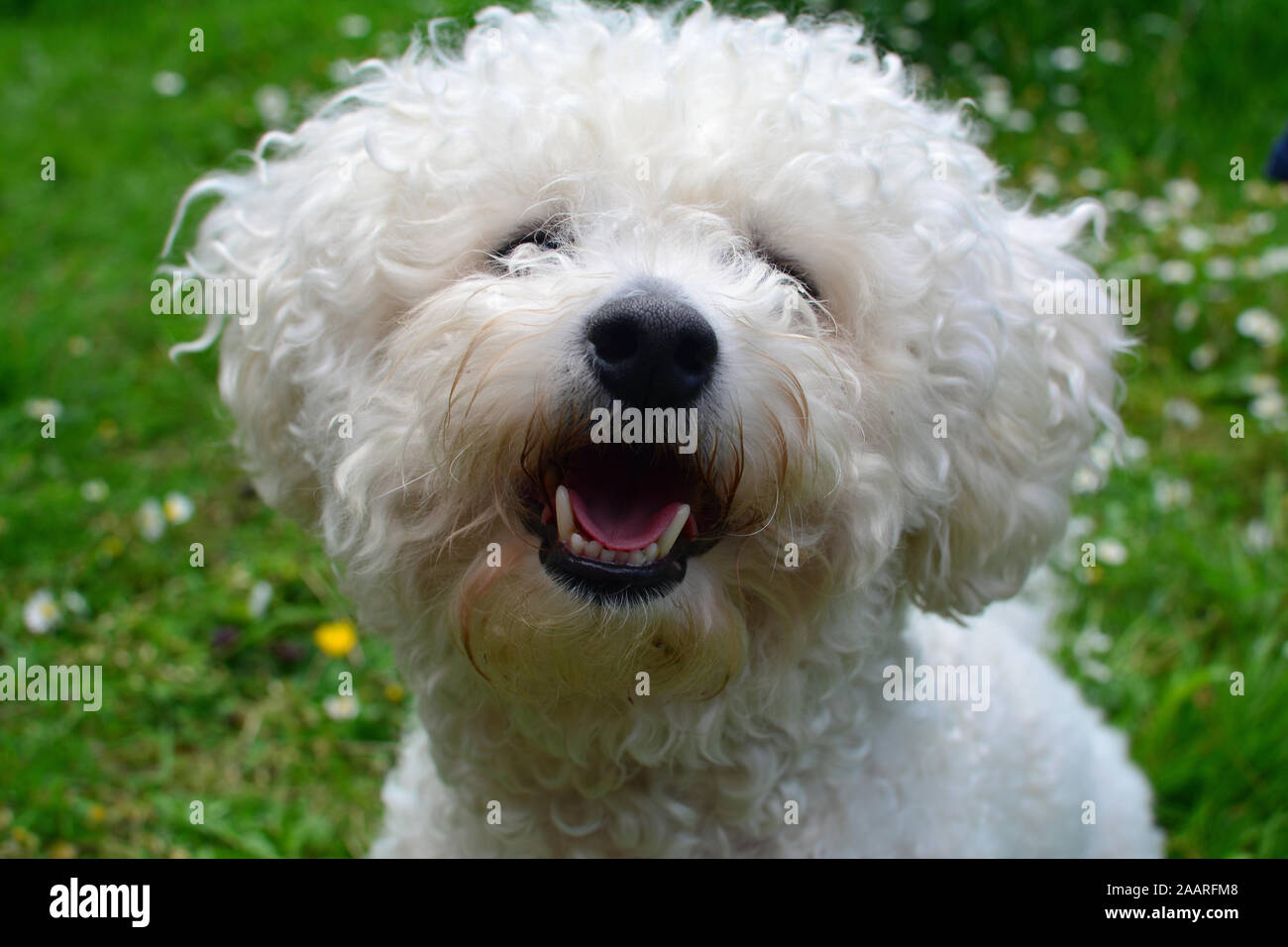 Glücklich, weiß Bichon Frise Hund. Stockfoto