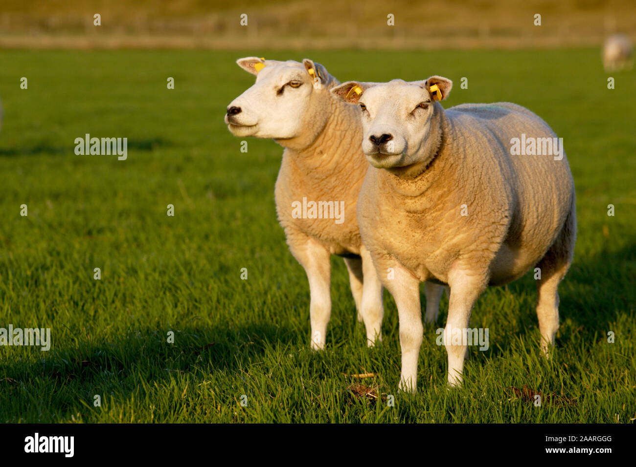 Texelschafe -Fotos und -Bildmaterial in hoher Auflösung – Alamy