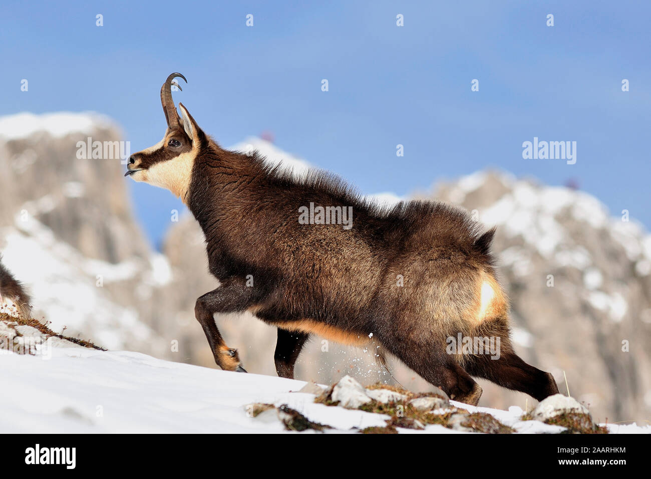 Gaemse; GEMSE (RUPICAPRA rupicapra); Stockfoto