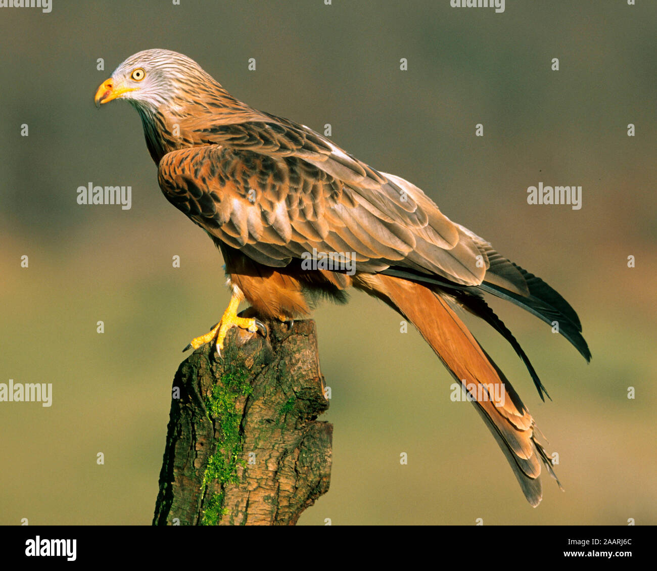 Tier Vogel Mailand Rotmilan Roter Milan Gabelweihe milvus Milvus Tier Vogel Mailand Rotmilan Roter Milan Gabelweihe milvus Milvus