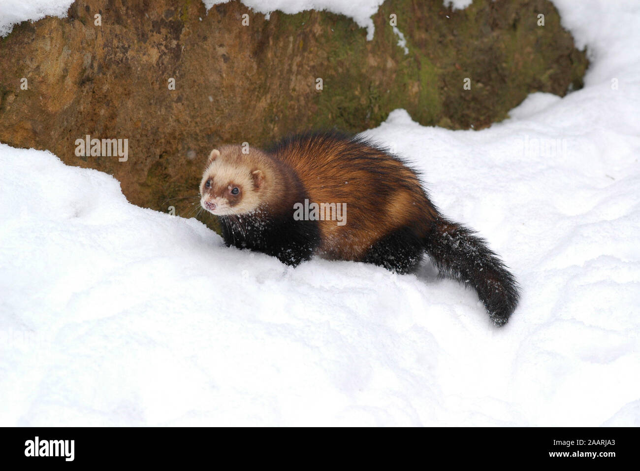 tiere-saeugetiere-iltis-mustela-putoris-europ-ischer-iltis-iltis