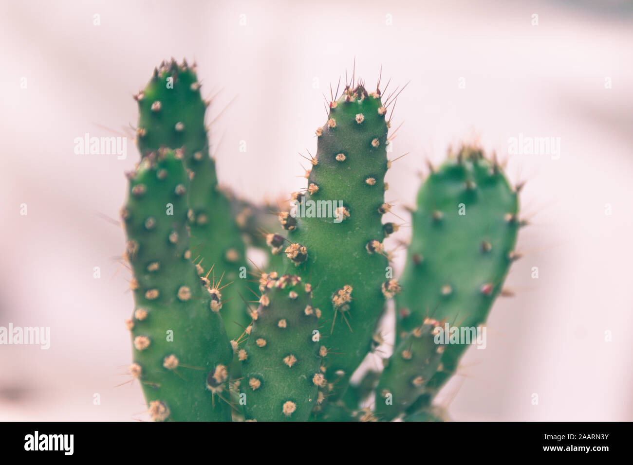 Grünen Kaktus Pflanze Detail Foto Stockfoto