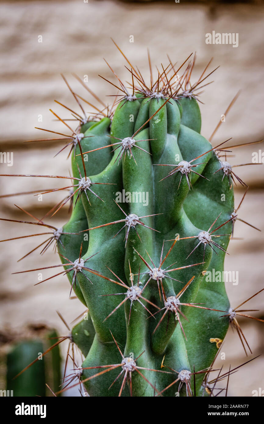 Grünen Kaktus Pflanze Detail Foto Stockfoto