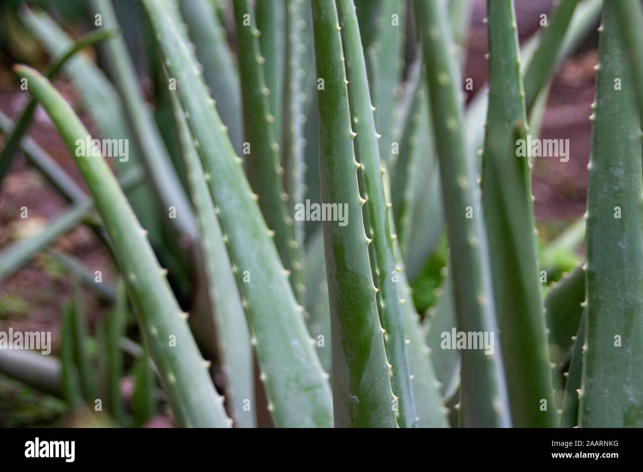 Detail Fotografie von einigen Aloe Vera Pflanzen Stockfoto