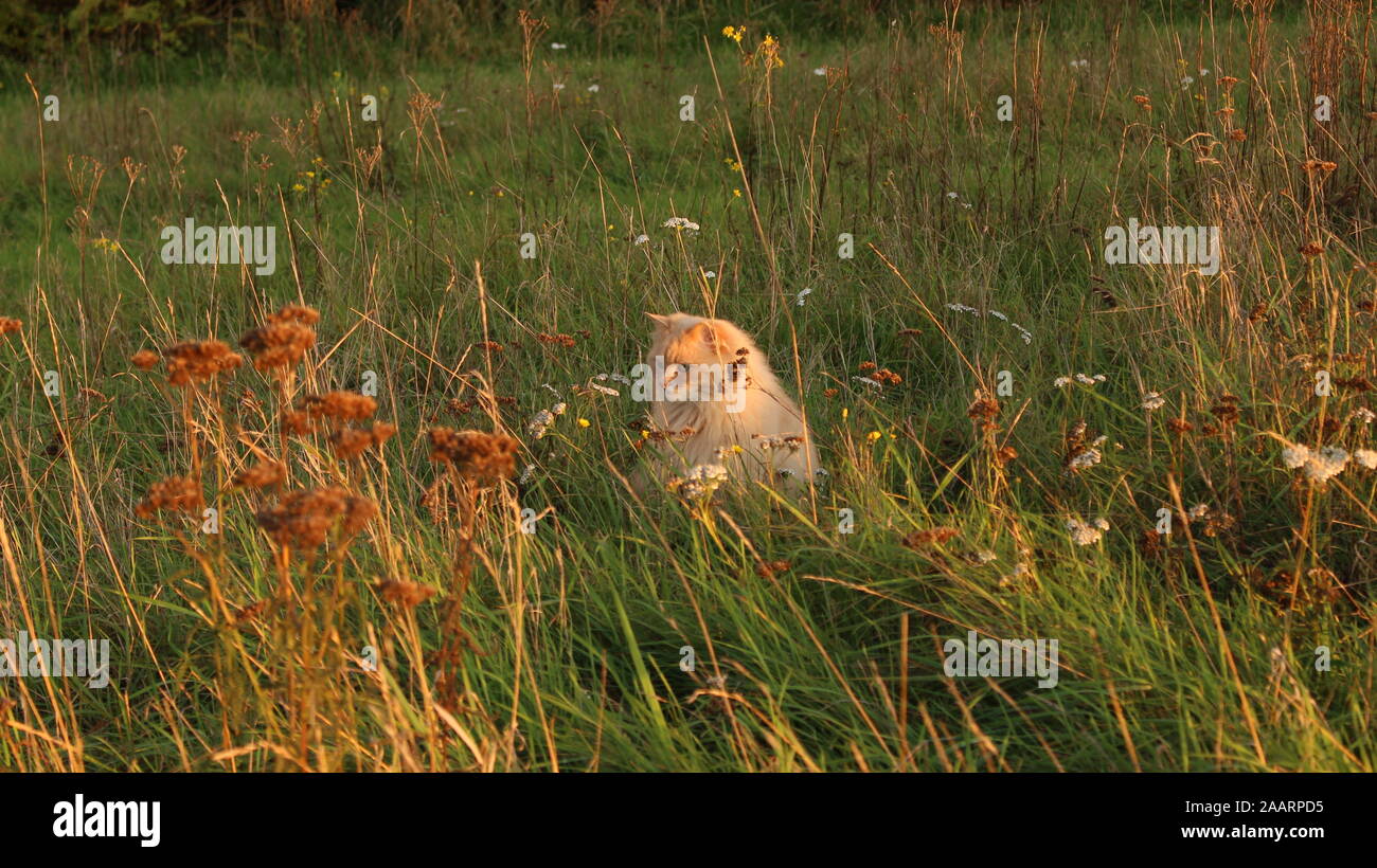 Katze in wilden Stockfoto