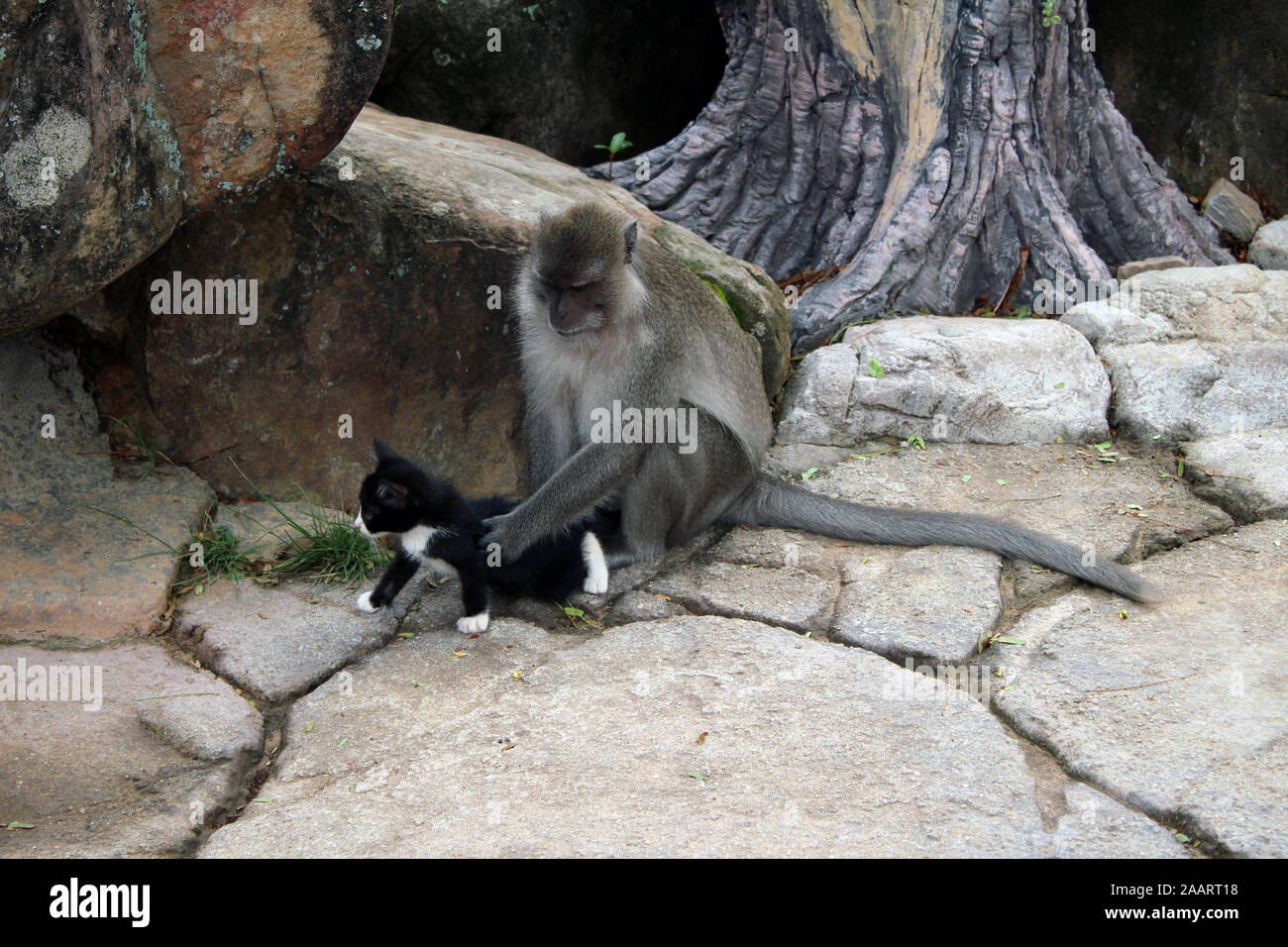 Affen ernähren Kätzchen im Regenwald Ko Phi Phi Thailand Stockfoto