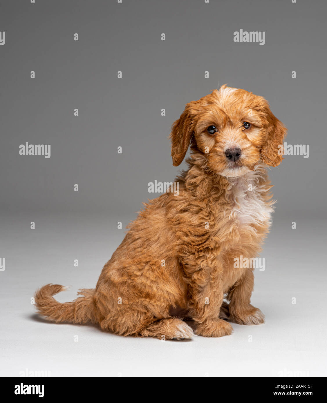 Aprikose Cockapoo Welpe gehorsam Sitzen Stockfoto