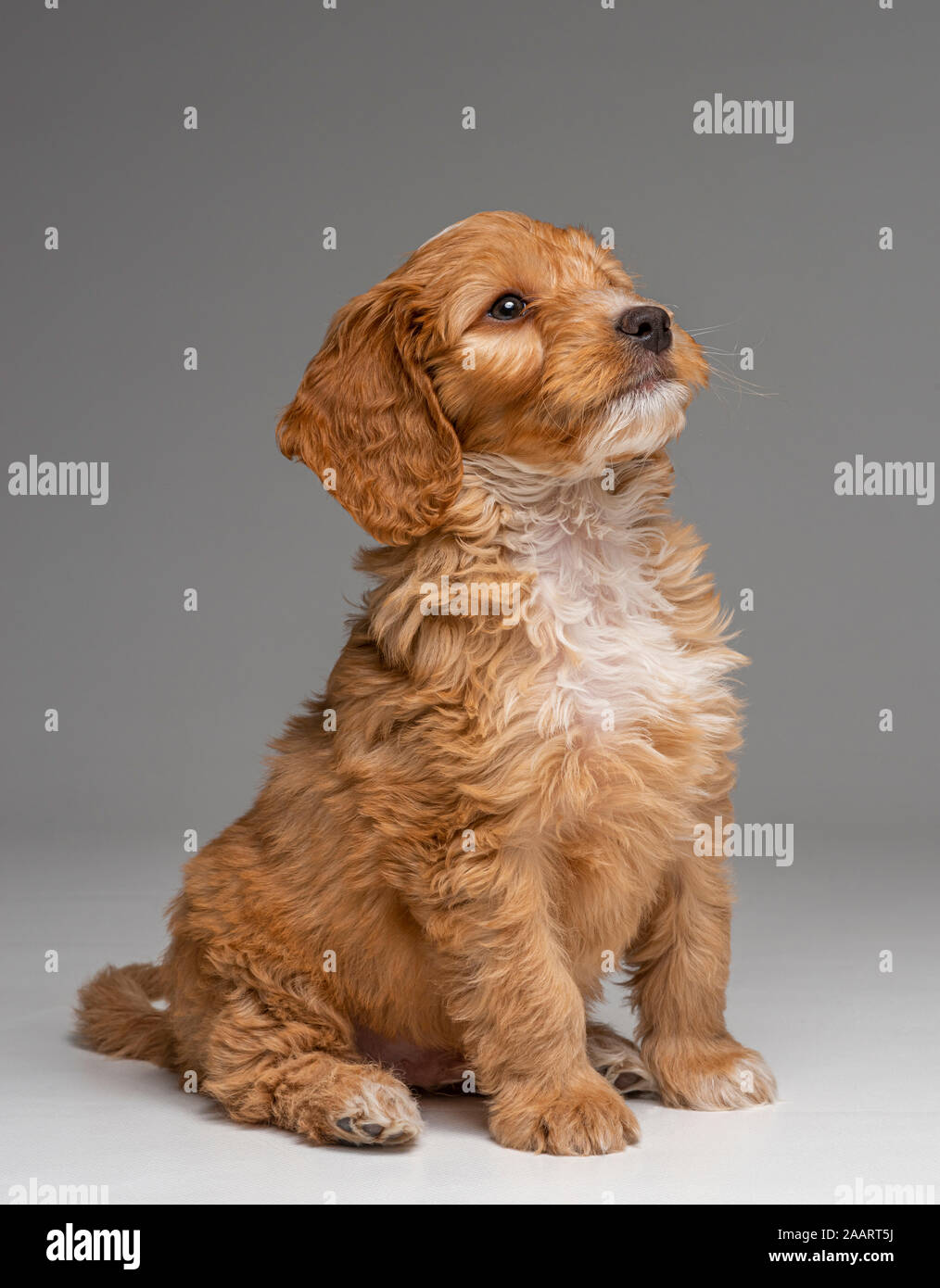 Aprikose Cockapoo Welpe gehorsam Sitzen Stockfoto