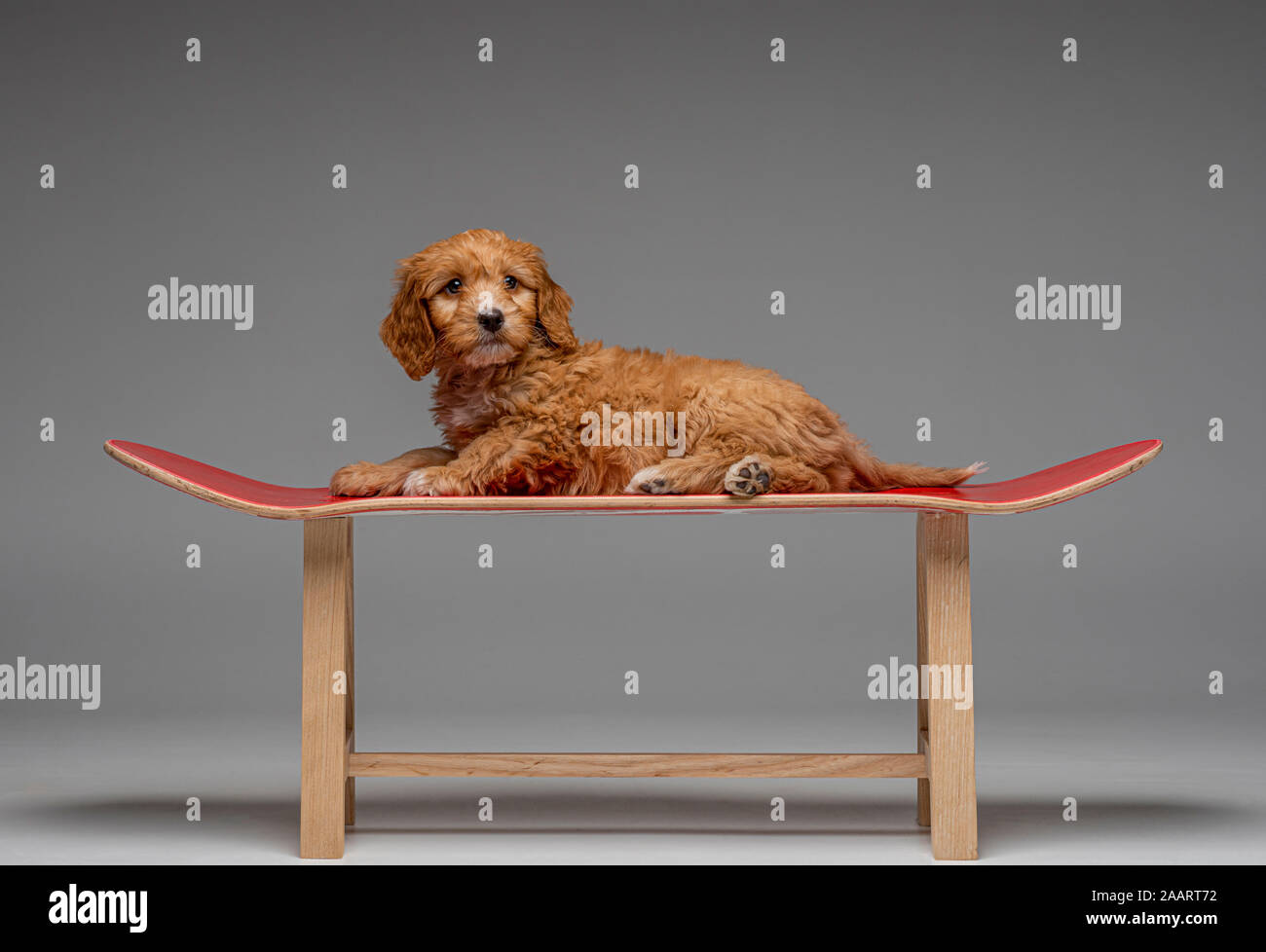 Aprikose Cockapoo Welpen auf Roten skateboard Hocker gelegt Stockfoto