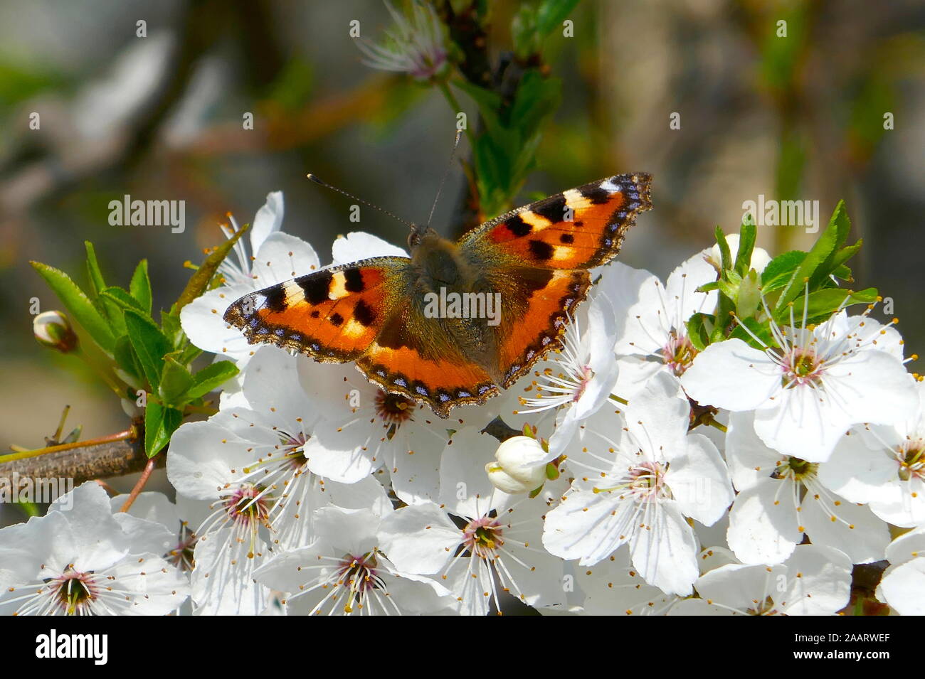 Kleiner Fuchs Schmetterling im Frühling blühen. Stockfoto