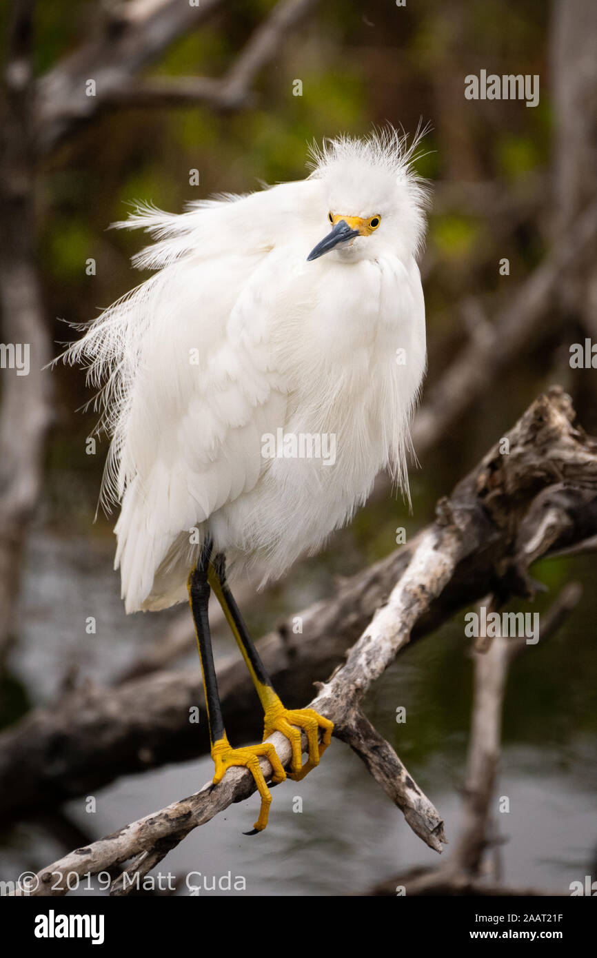 Ein Fluffed, snowy egret. Stockfoto