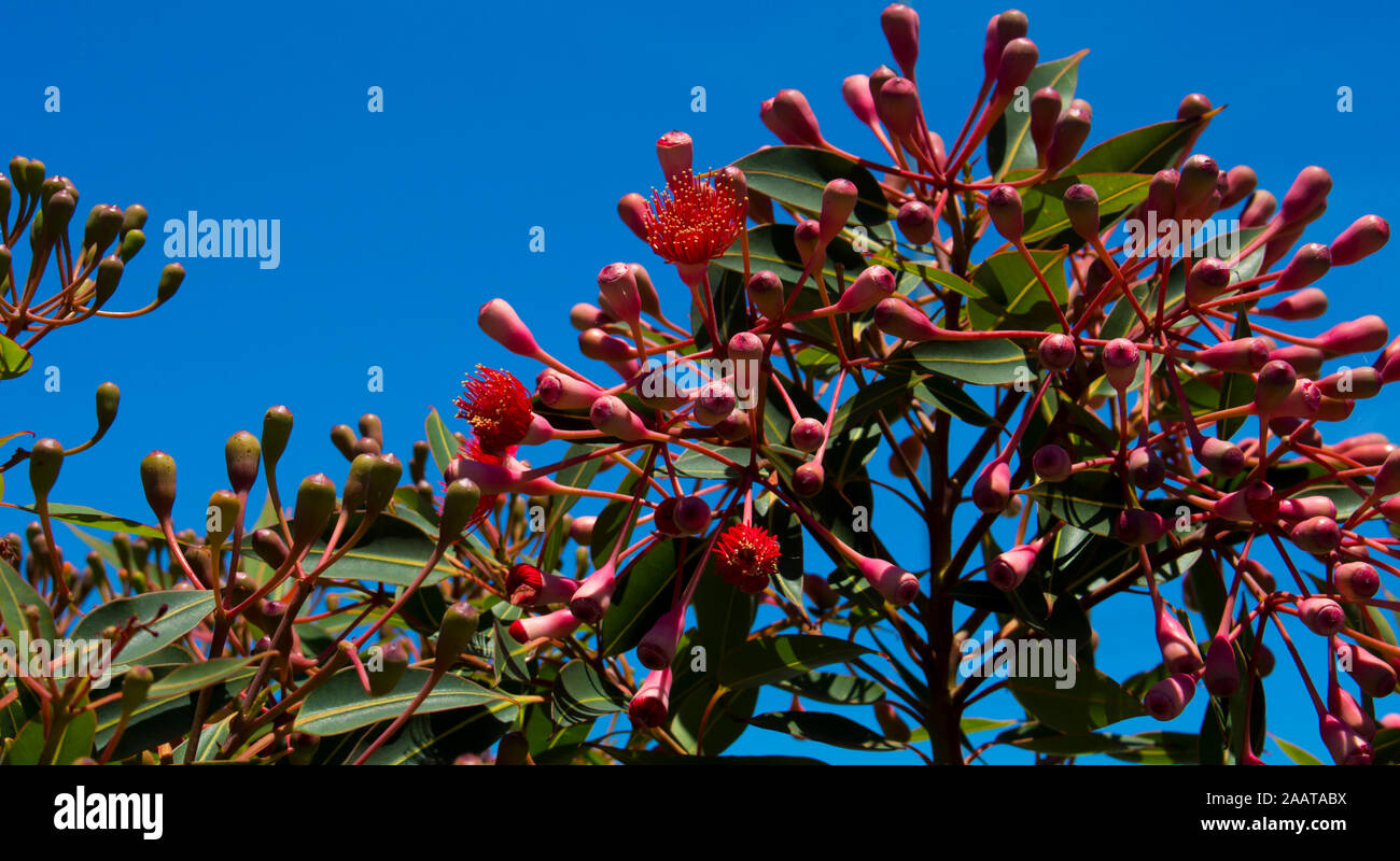 Leuchtend rote Blüten von zierpflanzen Eucalyptus ficifolia West