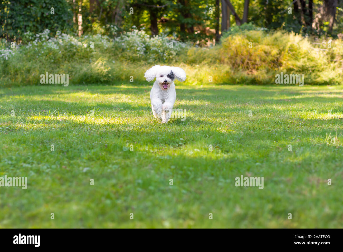 Kleine glücklicher Hund lächelnd und läuft im Gras Stockfoto