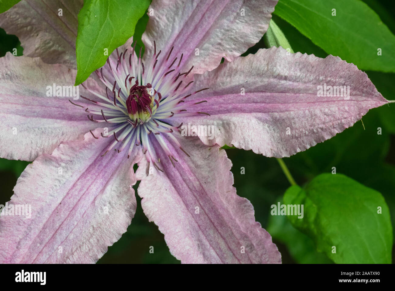 Detailansicht der Sorte "Clematis Hagley Hybrid'. Light rose rosa blühende Clematis in einen botanischen Garten. Stockfoto