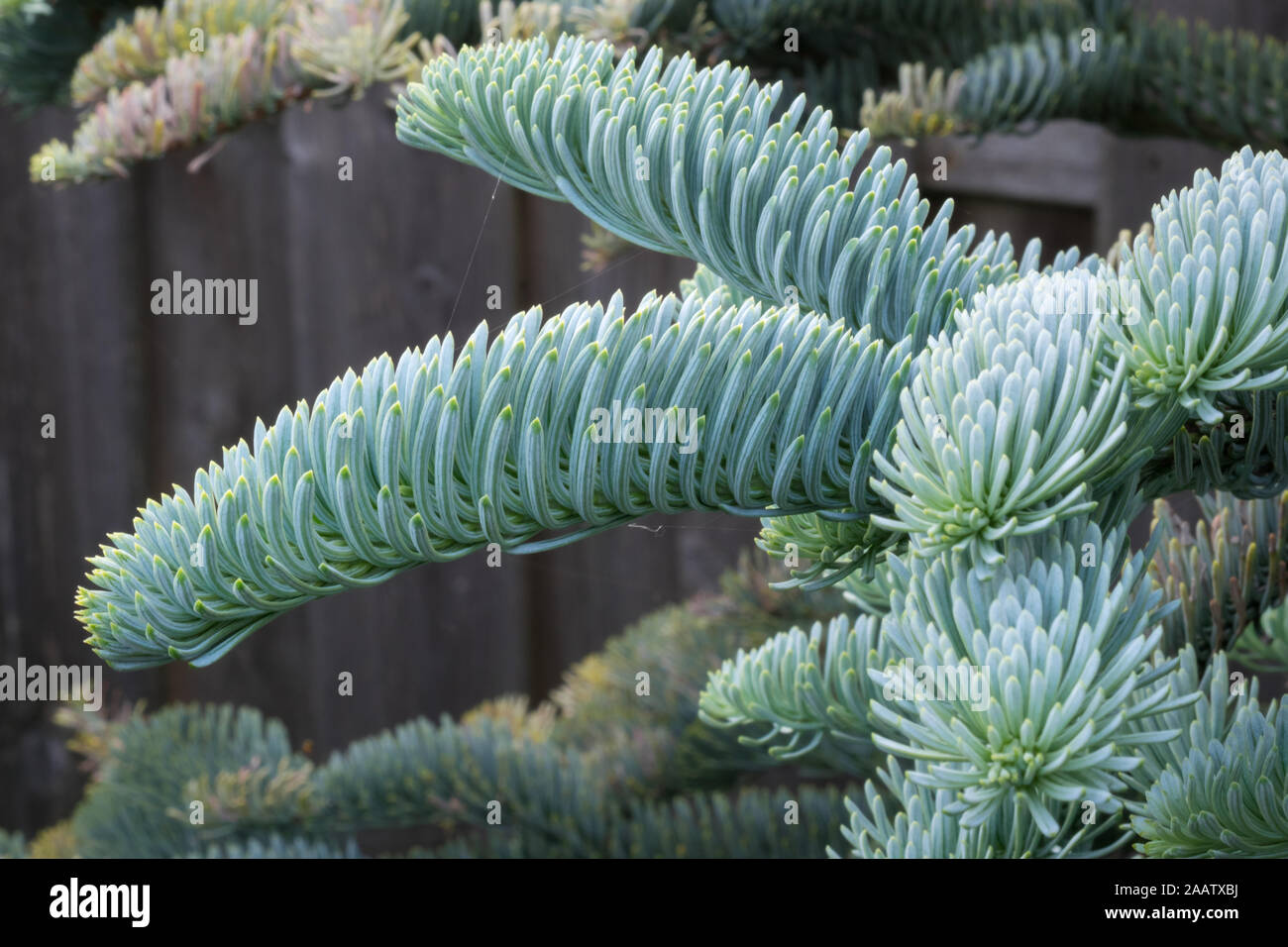 Junge Triebe von Abies procera Orvala (Edle Tanne) im Frühjahr in einem botanischen Garten. Schönen weichen blauen silbrig gefärbt Nadeln. Stockfoto