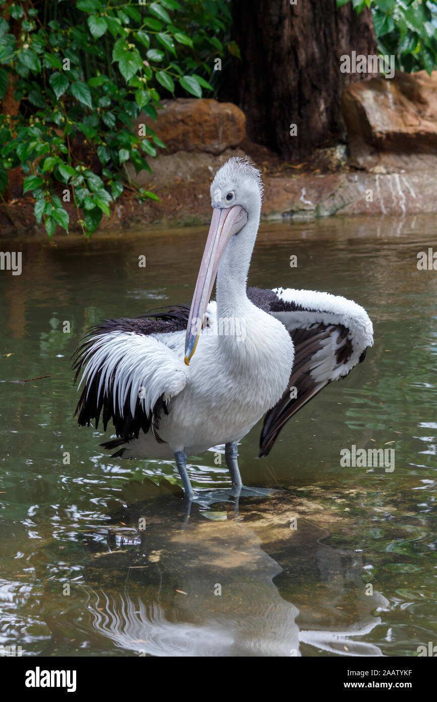 Pelikan stehend auf einem Fels in Wasser Stockfoto